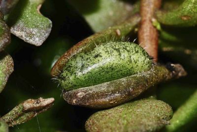 密點玄灰蝶 Tongeia filicaudis mushanus