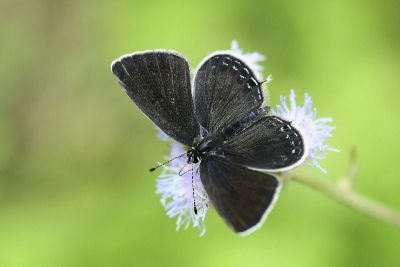 密點玄灰蝶 Tongeia filicaudis mushanus 雄蟲