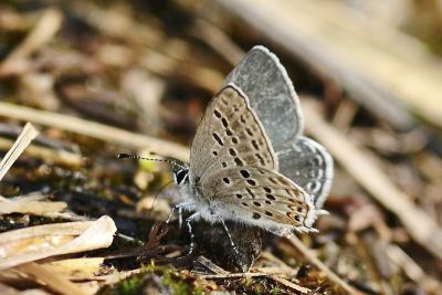密點玄灰蝶 Tongeia filicaudis mushanus 雄蟲