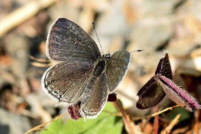 密點玄灰蝶 Tongeia filicaudis mushanus 雌蟲