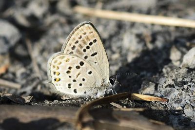 密點玄灰蝶 Tongeia filicaudis mushanus 雌蟲