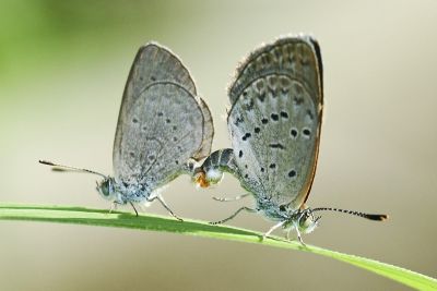 折列藍灰蝶 Zizina otis riukuensis 交尾中個體