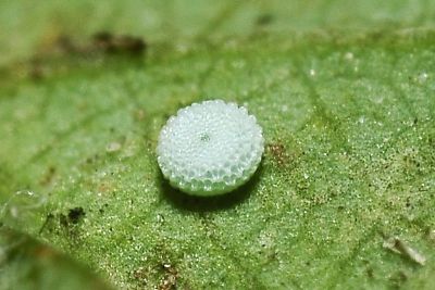 折列藍灰蝶 Zizina otis riukuensis