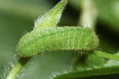 折列藍灰蝶 Zizina otis riukuensis