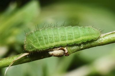 折列藍灰蝶 Zizina otis riukuensis