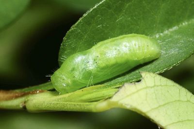 折列藍灰蝶 Zizina otis riukuensis
