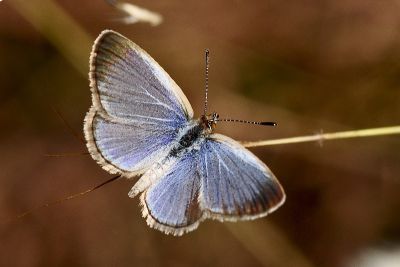 折列藍灰蝶 Zizina otis riukuensis 雄蟲