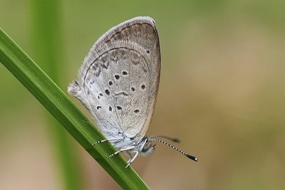 折列藍灰蝶 Zizina otis riukuensis 雄蟲