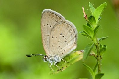 折列藍灰蝶 Zizina otis riukuensis 雌蟲