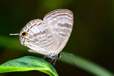白雅波灰蝶 Jamides celeno lydanus 雄蟲