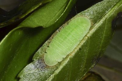 小紫灰蝶 Arhopala birmana asakurae