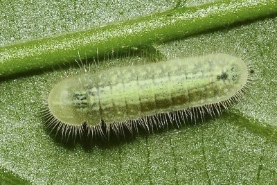 小紫灰蝶 Arhopala birmana asakurae