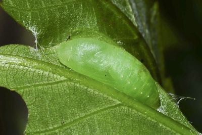 小紫灰蝶 Arhopala birmana asakurae