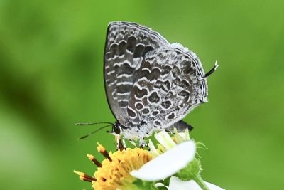 小紫灰蝶 Arhopala birmana asakurae 性別不明