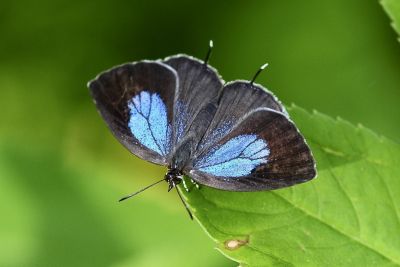 小紫灰蝶 Arhopala birmana asakurae 性別不明