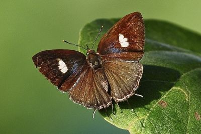 小鑽灰蝶 Horaga albimacula triumphalis 雄蟲