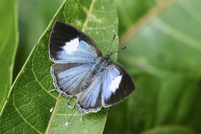 小鑽灰蝶 Horaga albimacula triumphalis 雌蟲