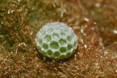 小鑽灰蝶 Horaga albimacula triumphalis
