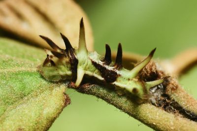 小鑽灰蝶 Horaga albimacula triumphalis