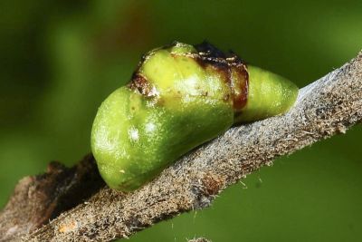 小鑽灰蝶 Horaga albimacula triumphalis