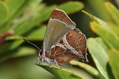 尖灰蝶 Amblopala avidiena y-fasciatus 雄蟲
