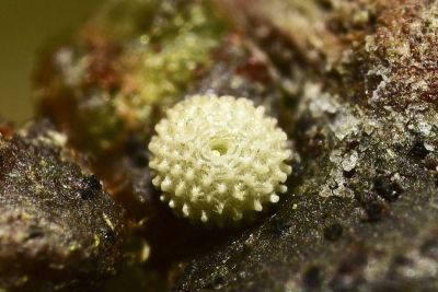 尖灰蝶 Amblopala avidiena y-fasciatus