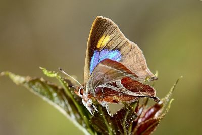 尖灰蝶 Amblopala avidiena y-fasciatus 雄蟲