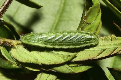 尖灰蝶 Amblopala avidiena y-fasciatus