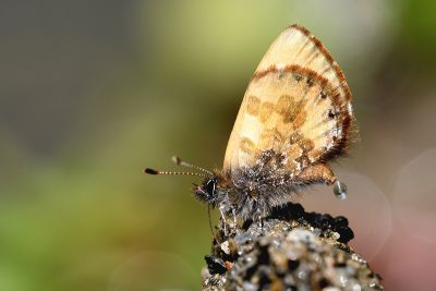 巒大鋸灰蝶 Orthomiella rantaizana 性別不明
