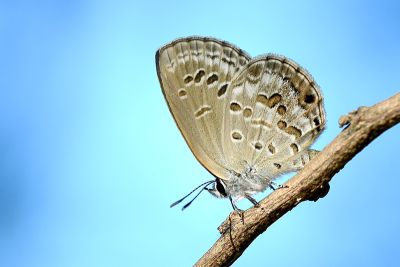 綺灰蝶 Chilades lajus koshunensis 性別不明
