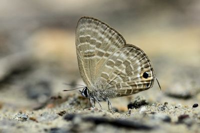 暗色娜波灰蝶 Nacaduba pactolus hainani 性別不明