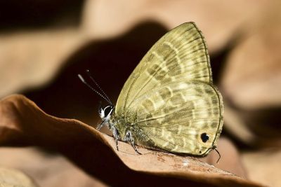 暗色娜波灰蝶 Nacaduba pactolus hainani 性別不明