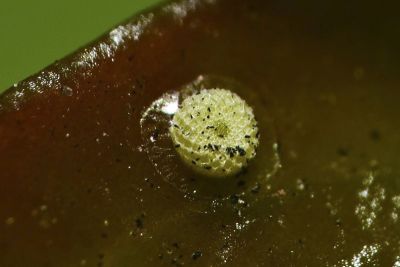 暗色娜波灰蝶 Nacaduba pactolus hainani