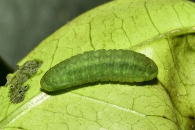 暗色娜波灰蝶 Nacaduba pactolus hainani
