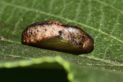 暗色娜波灰蝶 Nacaduba pactolus hainani