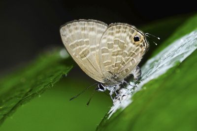 暗色娜波灰蝶 Nacaduba pactolus hainani 雄蟲