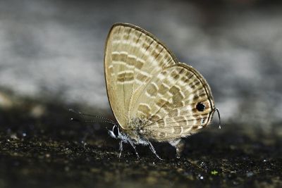 暗色娜波灰蝶 Nacaduba pactolus hainani 性別不明