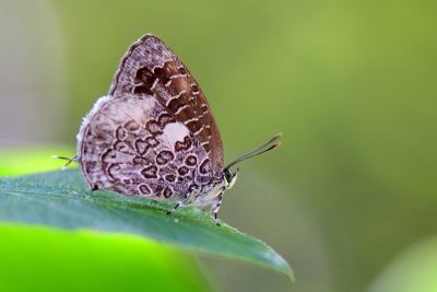 小紫灰蝶 Arhopala birmana asakurae