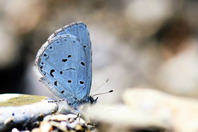 杉谷琉灰蝶 Celastrina sugitanii shirozui