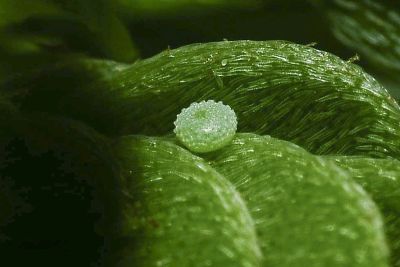 東方晶灰蝶 Freyeria putli formosanus