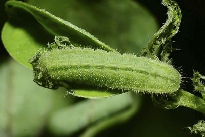 東方晶灰蝶 Freyeria putli formosanus