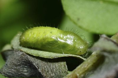 東方晶灰蝶 Freyeria putli formosanus
