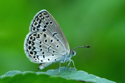 藍灰蝶 Zizeeria maha okinawana 雄蟲