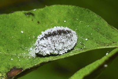熙灰蝶 Spalgis epeus dilama