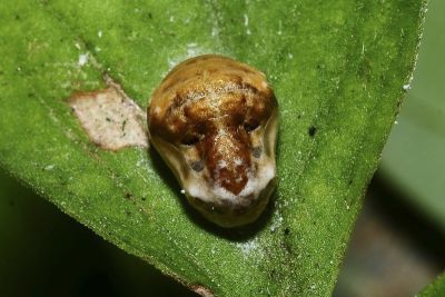 熙灰蝶 Spalgis epeus dilama