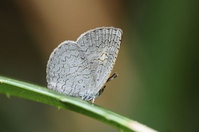 熙灰蝶 Spalgis epeus dilama 雌蟲