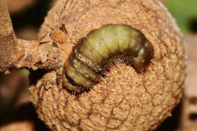 玳灰蝶 Deudorix epijarbas menesicles