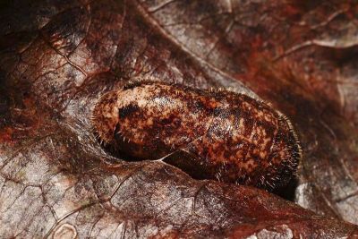 玳灰蝶 Deudorix epijarbas menesicles