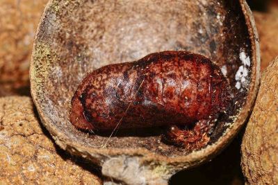玳灰蝶 Deudorix epijarbas menesicles