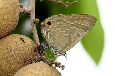玳灰蝶 Deudorix epijarbas menesicles 雌蟲